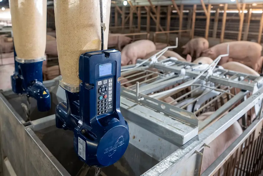 Sistema d'alimentació automatitzat en una nau de porcí