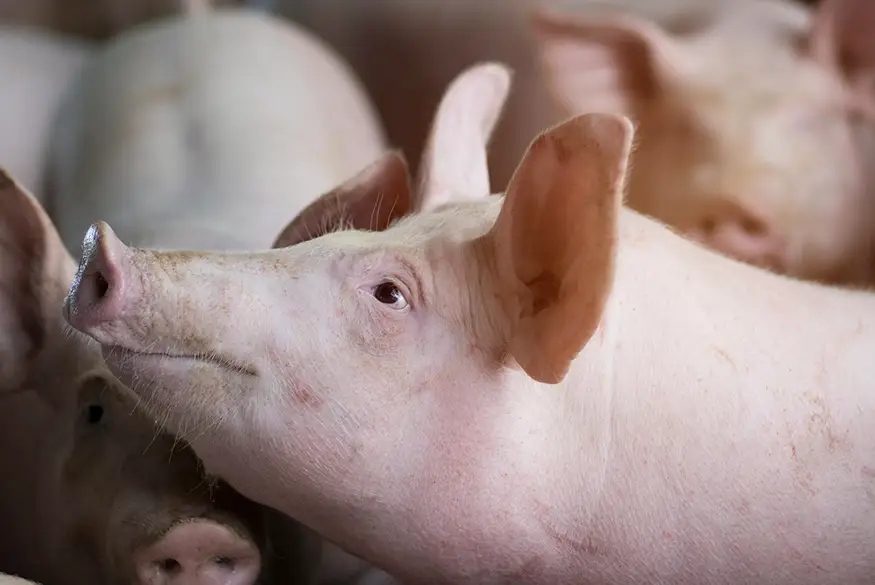 Porcs en una granja de Provetsa