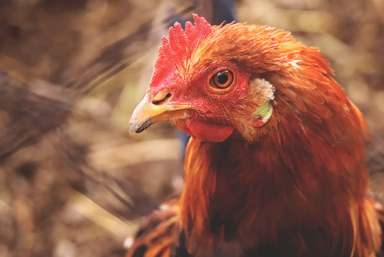 Gallina en una granja avícola
