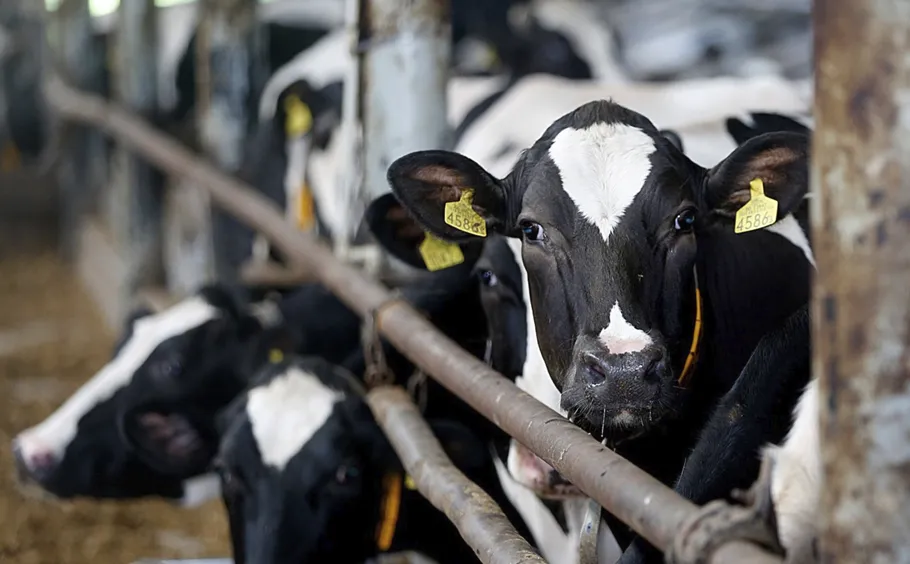 Vaca recuperada a l'explotació de Mas Carous